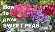 How to Grow Sweet Peas