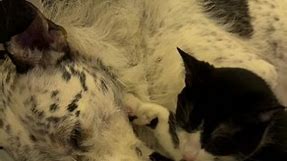 😭😭😭😭😭😭 #dogsoftiktok #adoptdontshop #kittensoftiktok #socute #rescuedog #rescuecat