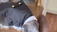 My Cat wearing expensive suits