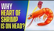 Why the heart of shrimp is on its head? | Dear Teacher Hammad