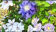 Planting 2 gorgeous Clematis in our garden | zone 7b