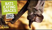 Bats Eating Snacks | Party Animals