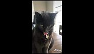 Cats Sticking their Tongue Out TikTok Compilation