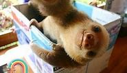 Cute And Funny Sloths | Adorable Sloth Compilation