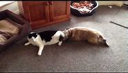 Cat vs Dog - Who will win?