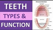 Types of Teeth and Their Functions: Incisors, Cuspids, Bicuspids, Molars | Teeth Anatomy