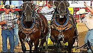 Belgium and Clydesdale Heavy Draft Horse Pull - [HD]