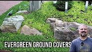 10 Tough Evergreen Ground Covers for Your Garden