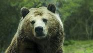 100  hilarious bear puns and jokes that might be polar-izing
