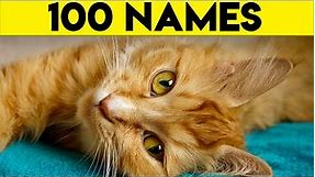 Ginger Cat Names - 100+ Names For Your Orange Cat
