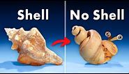 What's Inside a Conch Shell?
