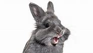 Rabbit Teeth: Everything You Need to Know