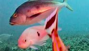 Underwater camera watch 🎣🎣 | Balgowan Fishing Charters