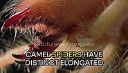 Camel Spider | True Master of the Desert