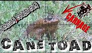 POISONOUS Cane Toads | DEADLY Pest Control | Airgun Evolution