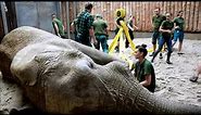 Faculty vets perform a successful diseased elephant tusk extraction in the Poznan Zoo in Poland.