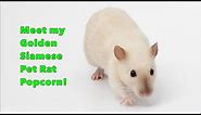 Rat Highlight - Meet my Golden Siamese Rat Popcorn!