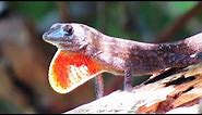 Brown Anole Lizard Push-Up and Dewlap Display