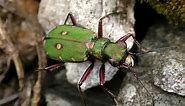 Green tiger beetle | The Wildlife Trusts