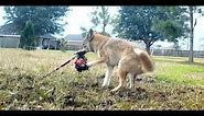 Catching the Backyard Coyote