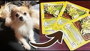 I Turned My Friend’s DOG into a POKEMON CARD!⚡| Custom Pokémon Card Pet Portrait Gift Idea