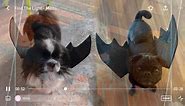 Halloween Dog Bat Wings Costume