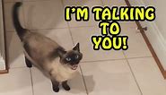 Cats Talking With Their Humans 2017 [NEW]