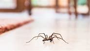 These Are the 10 Most Common House Spiders to Look Out For