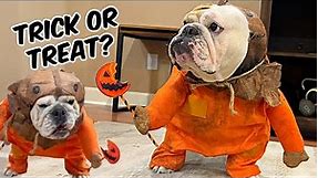 Cute BULLDOG DRESSED in Trick or TREAT SAM Dog Costume For Halloween **HILARIOUS* My Funny Dog Lola