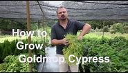How to grow Goldmop Cypress with detailed planting and care instructions