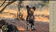 Amazing African Painted Dog Puppies Birth.