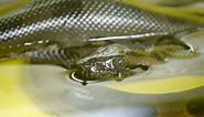 A female anaconda gives birth without meeting a male in 6 years. What on earth is going on?