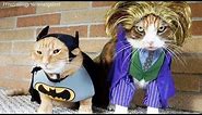 CATS in Ridiculously Adorable COSTUMES [Funny Pets]