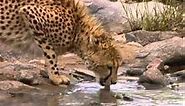Cool Cheetah Facts For Kids - Facts About Cheetahs - Amazing Animals