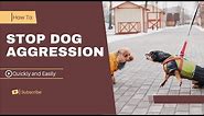 How to stop Dog Aggression quickly And easily - In a few steps!