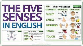 Five Senses in English - Sight Smell Hearing Taste Touch
