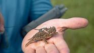 Raising horny toads at an Air Force base