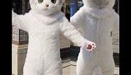Adorable cat costume | Cat Costumes