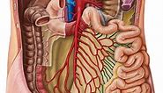 Blood supply and innervation of the small intestine