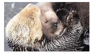 Sea otter pup tries to sleep on mom
