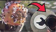 How to extract dye from Cochineal bugs