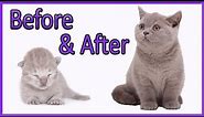 ✔️ Learn How Baby Kittens Grow: 0-10 Weeks! [British Shorthair Lilac Kitten] Compilation