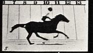 Meet the Art - Eadweard Muybridge Photographs of Motion