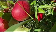 Redlove era, burgundy, Trinity red flesh apples review