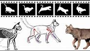 Cat - Walk / Run / Sneak Animation Reference