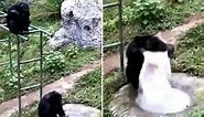 Amazing moment chimpanzee is filmed washing t-shirt with soap and water in enclosure at Chinese zoo