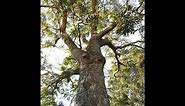 Plant ID: Australian Red Cedar (Toona ciliata)