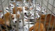 Dachshund/Collie mix puppies