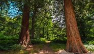 Tremendous trees: World\u2019s largest trees flourishing in UK