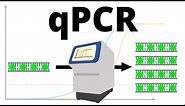 qPCR (real-time PCR) protocol explained